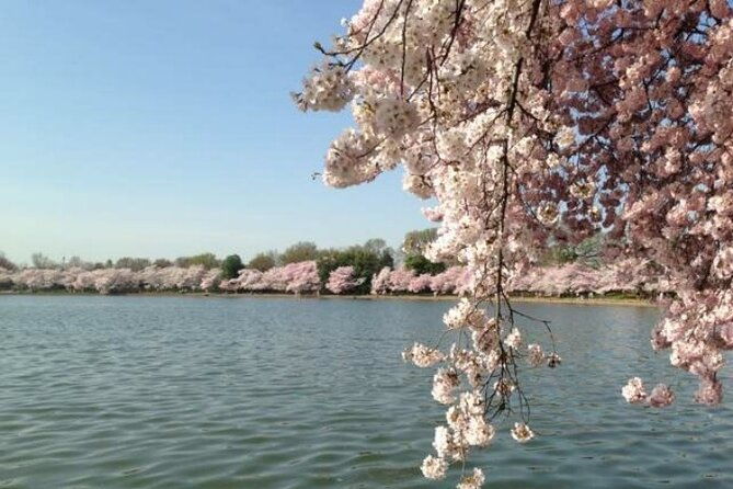 washington-d-c-cherry-blossom-day-tour-from-dcva