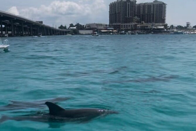 waverunner-dolphin-tour