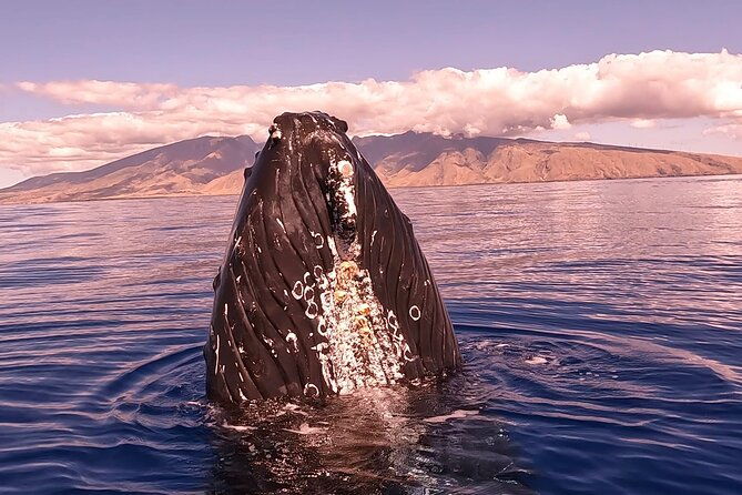 west-maui-sunset-whale-watch