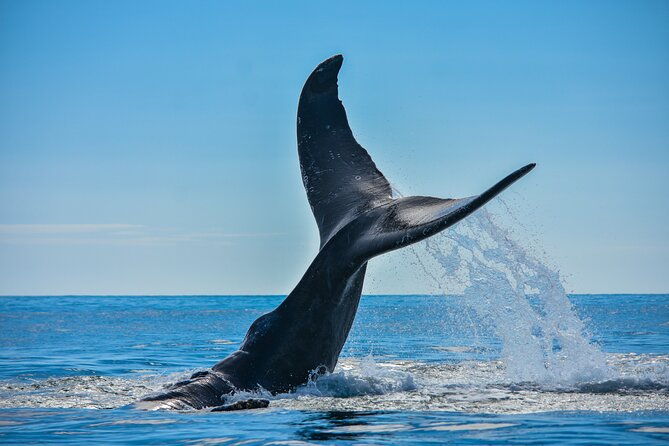 whale-and-dolphin-tour-july-october-20