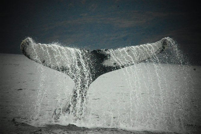 whale-and-glacier-watching-from-punta-arenas-francisco-coloane-park