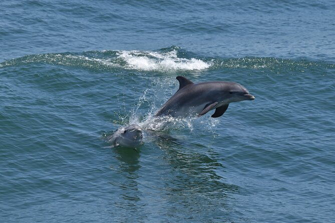 whale-dolphin-and-bird-watching-ecotour-cruise-2