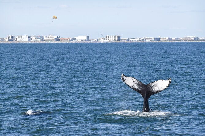whale-dolphin-and-bird-watching-ecotour-cruise