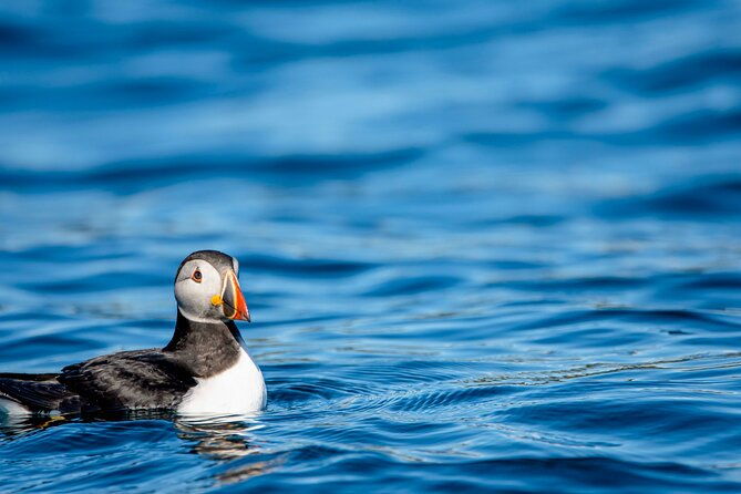 whale-safari-with-puffins-and-muffins-andoy-vesteralen