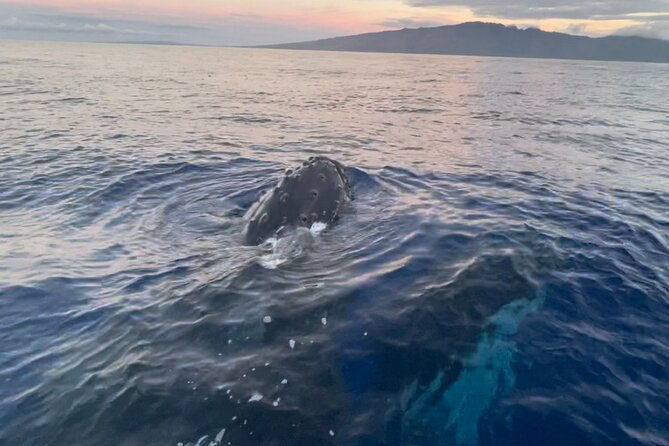 whale-watch-and-scenic-tour-from-kayak-2