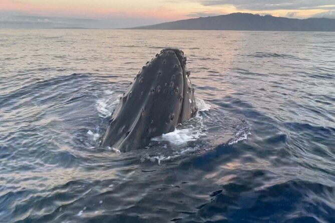 whale-watch-and-scenic-tour-from-kayak