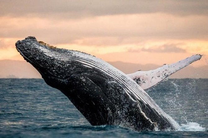 whale-watch-dolphins-turtles-and-sightseeing-cruise