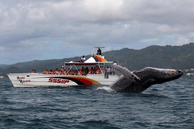 whale-watch-tour-from-santo-domingo-with-bacardi-island-and-lunch-included