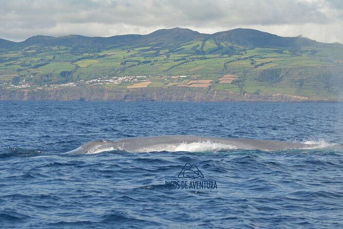 whale-watching-activity-in-north-coast