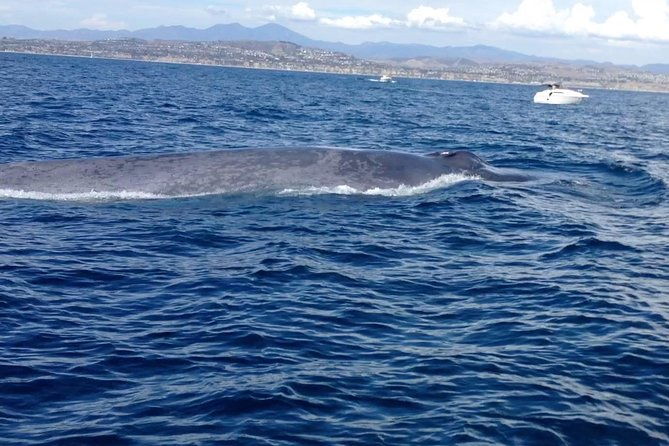 whale-watching-and-fishing-combination-excursions