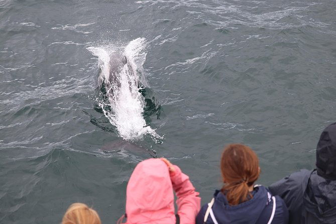 whale-watching-and-northern-lights-half-day-combo-tour