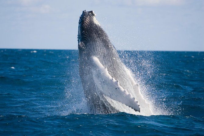 whale-watching-and-orange-county-beaches-tour-from-anaheim