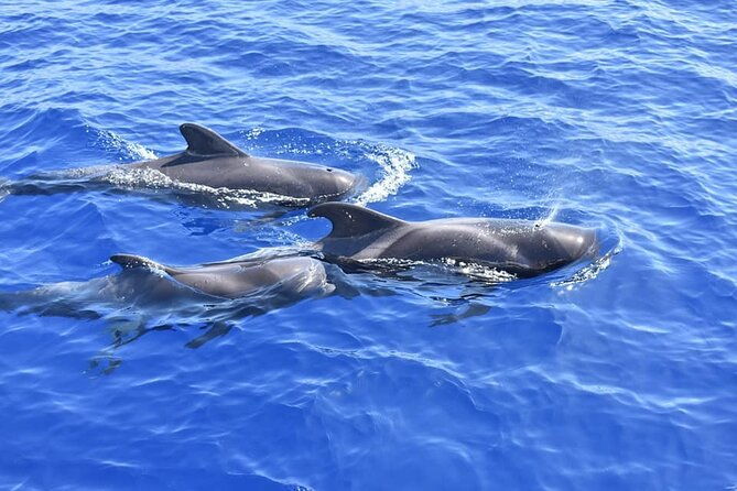 whale-watching-catamaran-to-los-gigantes-masca-including-drinks-warm-lunch-2