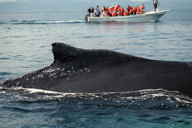 whale-watching-cayo-levantado-and-limon-waterfall-in-samana