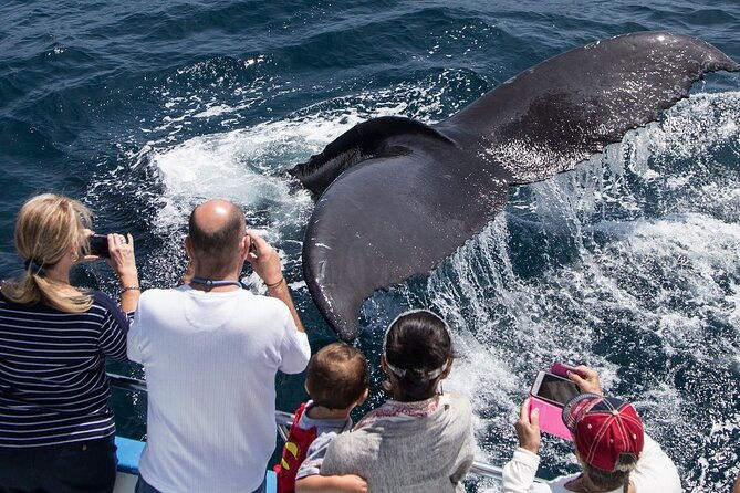 whale-watching-cruise-from-newport-beach