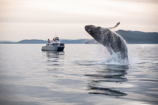 whale-watching-deception-pass-tour-from-seattle