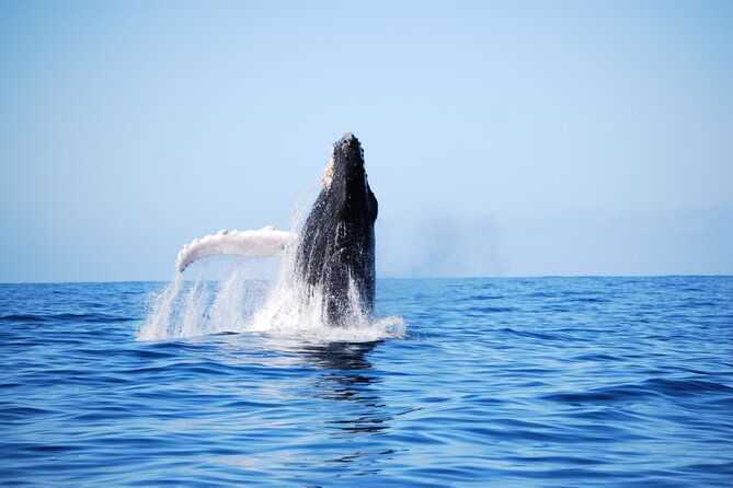 whale-watching-expedition-on-kauai