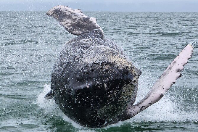 whale-watching-experience-marino-ballena-national-park