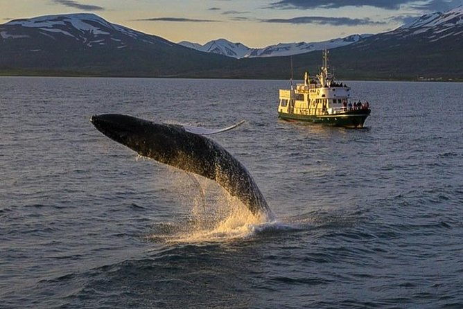 whale-watching-from-the-heart-of-akureyri-3