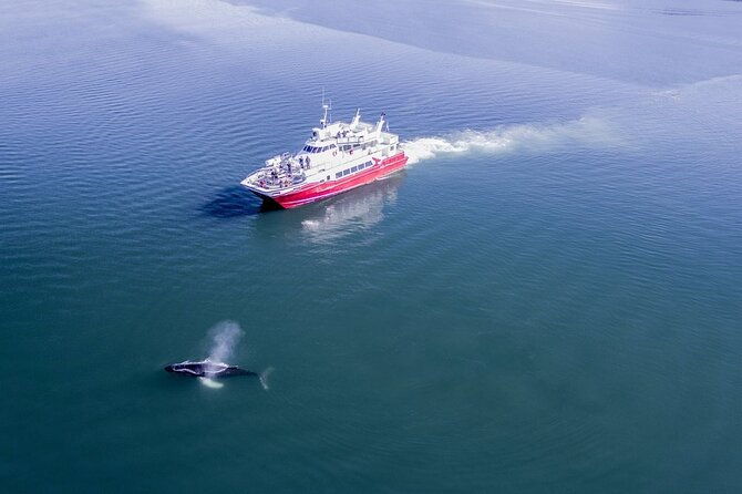 whale-watching-from-the-heart-of-akureyri-4