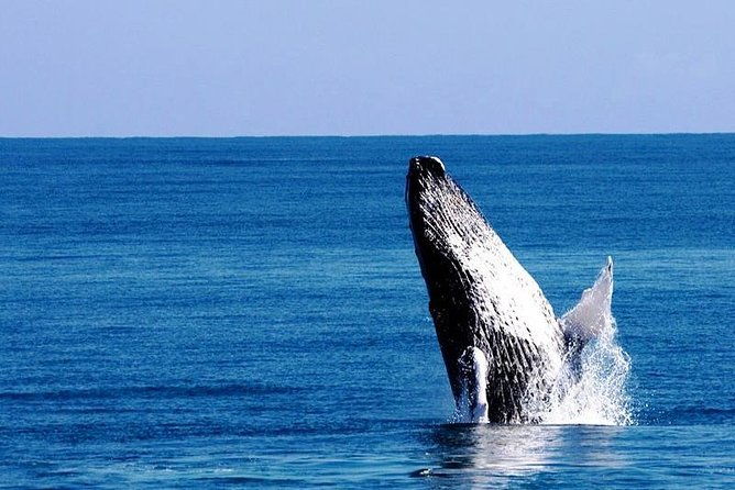 whale-watching-in-samana