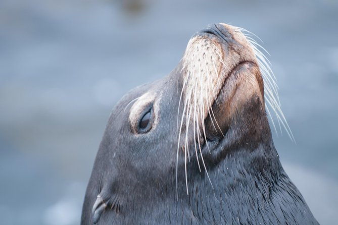 whale-watching-monterey-bay-semi-private-limited-to-6-people-max