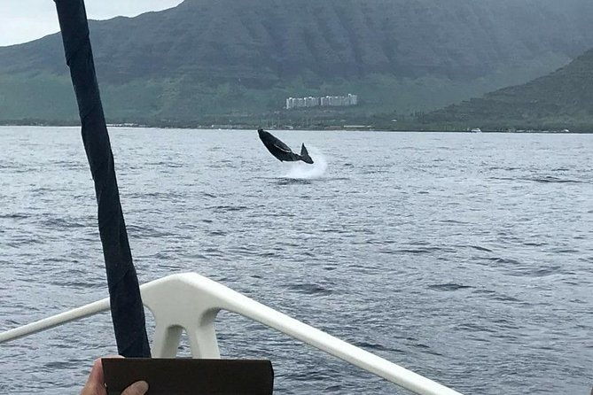 whale-watching-tour-whales-guaranteed-in-kona-waikoloa