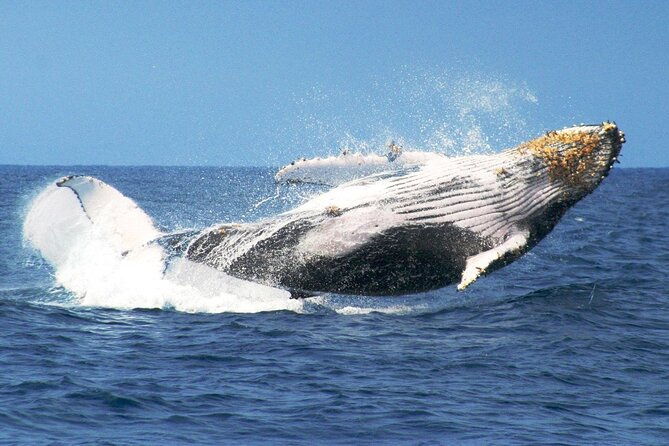 whale-watching-tour-with-la-farola-bacardi-island