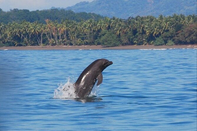 whales-and-dolphins-watching-tour-from-manuel-antonio