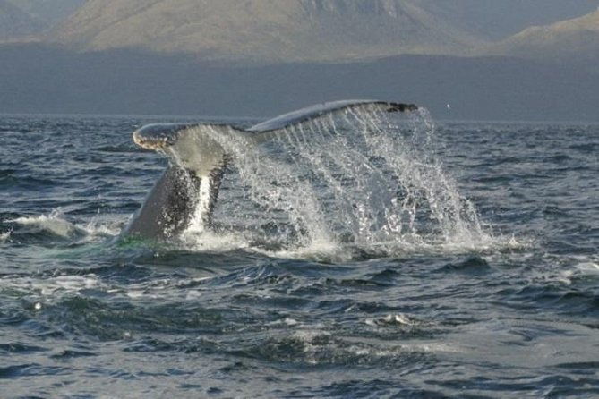 whales-penguins-glaciers-navigation-from-punta-arenas