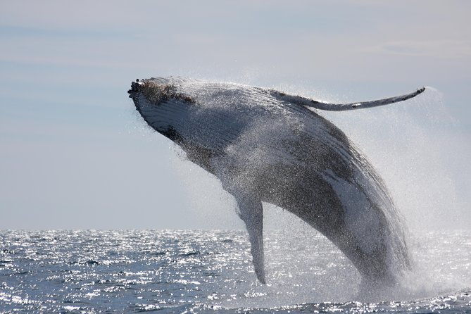 whalewatch-deluxe-tour-from-maalaea-harbor-2