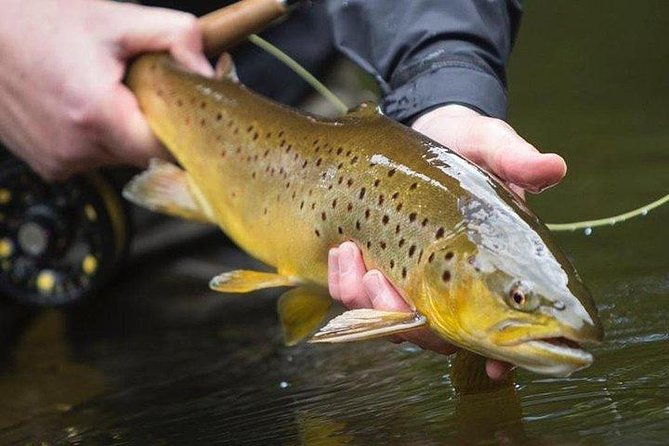 wild-brown-trout-fishing-lough-corrib-french-speaking-ghillie-guide-full-day