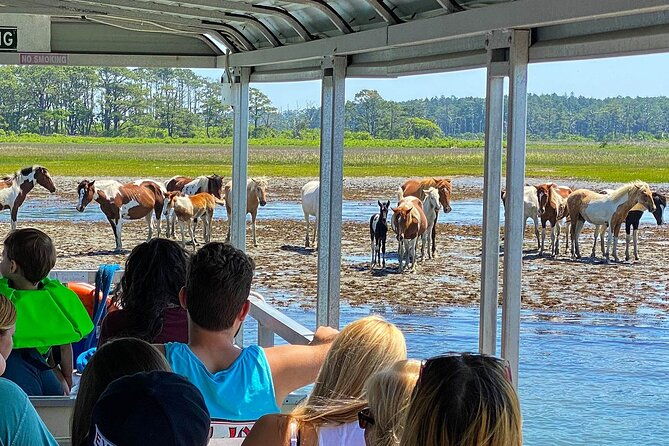 wild-pony-watching-boat-tour-from-chincoteague-to-assateague-2