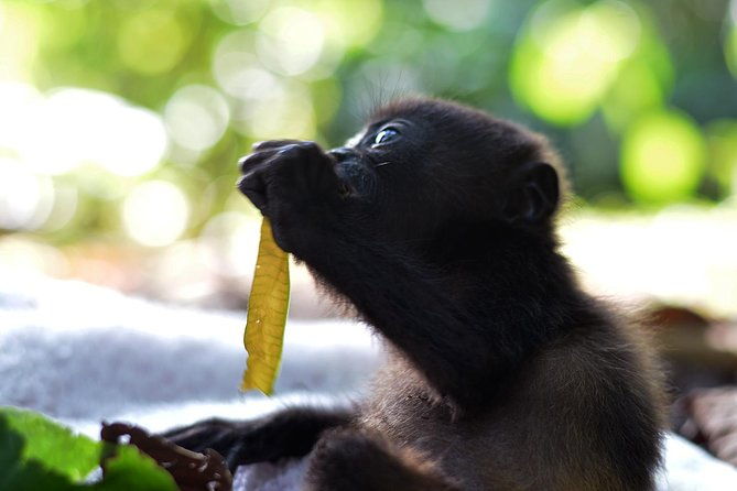 wildlife-rescue-center-tour-in-costa-rica
