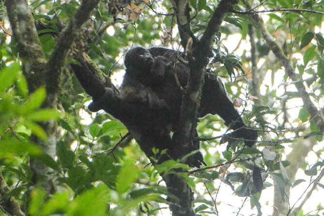 wildlife-safari-float-by-kayak-in-penas-blancas-river-from-arenal