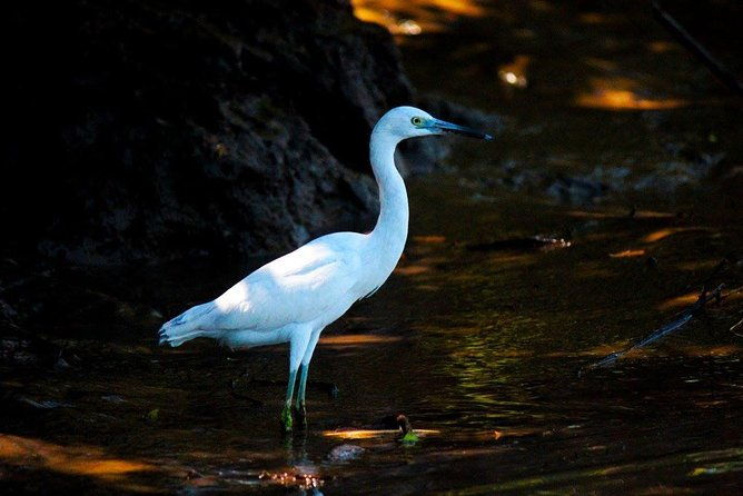 wildlife-tour-at-palo-verde-national-park
