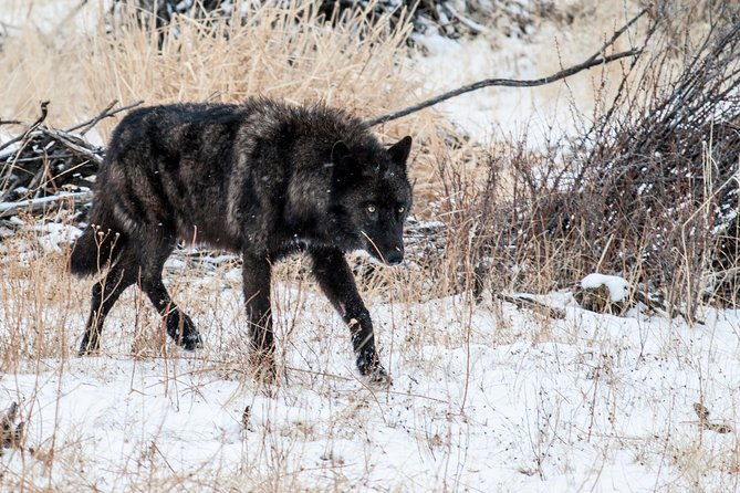 wildlife-wolf-private-tour-with-lunch-2