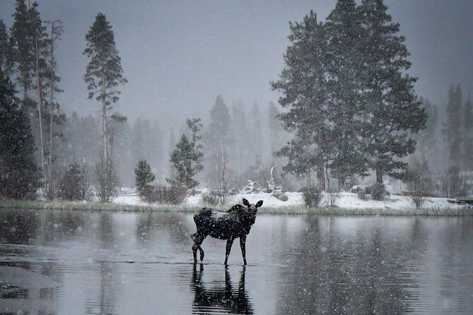 wildside-4x4s-winter-wonderland-sledding-tour
