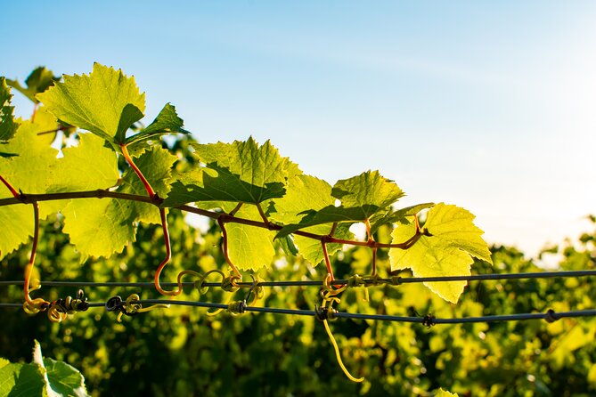 willamette-wine-tour-from-newberg-tasting-fees-included-2