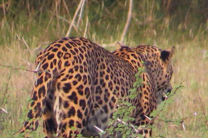 wilpattu-national-park-private-jeep-safari-from-colombo-negombo