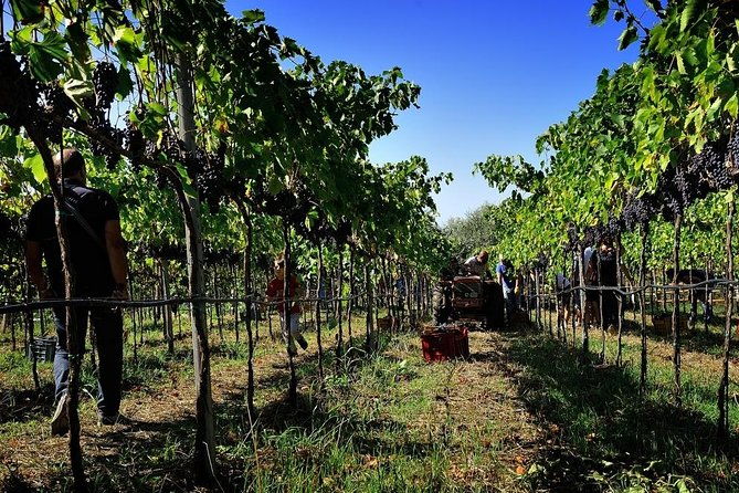 wine-and-food-tasting