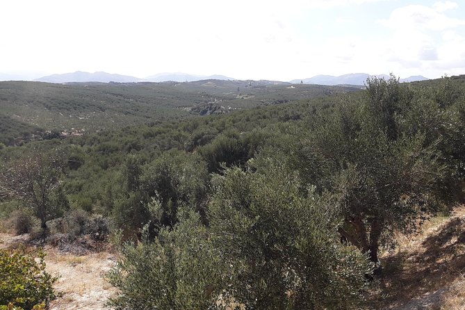 wine-beer-olive-oil-tasting-private-tour-price-per-group-of-6