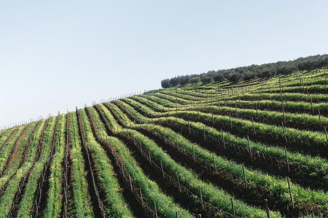 wine-tapas-tour-by-electric-bike-e-bike-including-ronda-pickup-full-day