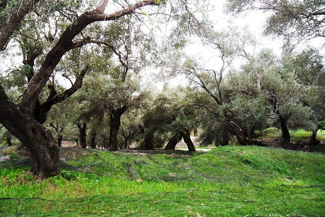 wine-tour-and-olive-tasting-small-group-tour
