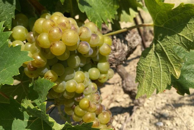 wine-tour-bandol-cassis-from-marseille