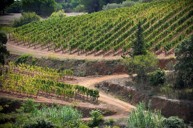 winery-tour-and-tasting-with-the-winemaker-in-elba-island