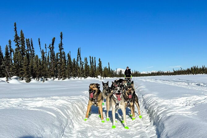winter-dog-sled-tour-day-or-night