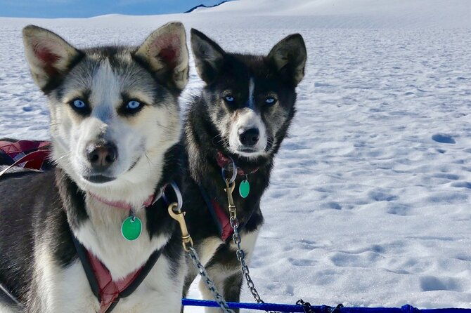 winter-dog-sledding-in-knik-alaska
