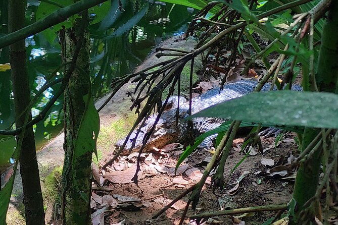 wonderful-animals-jaguar-rescue-c-punta-uva-forest-walk