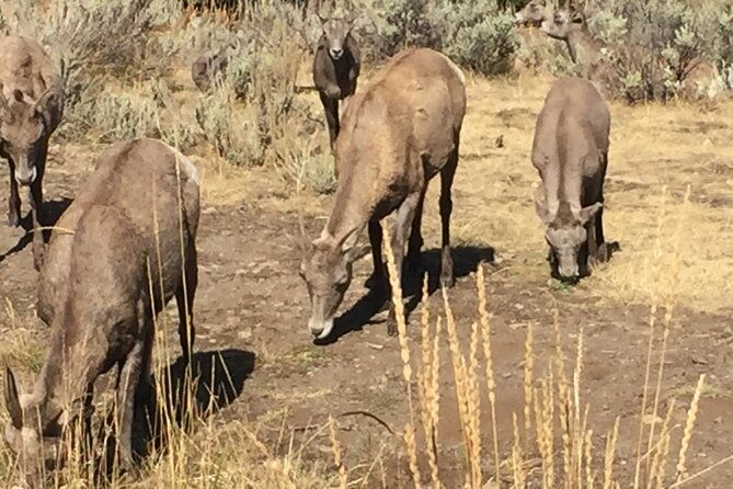 yellowstone-for-kids-family-fun-tour-w-pu-in-west-yellowstone